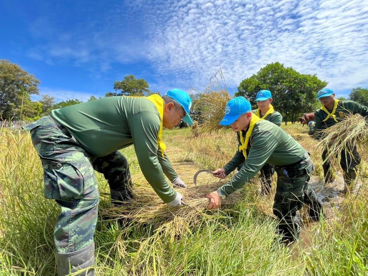 กำลังพลทหารจิตอาสา “มณฑลทหารบกที่ 22″ ช่วยเกี่ยวข้าวให้กับประชาชนในพื้นที่ จังหวัดอุบลราชธานี